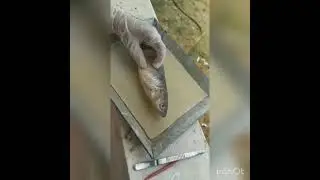 Labeo rohita (weberian ossicles)dissection