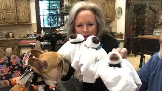 Urajiro frenchie fluffy carrier 10 days old