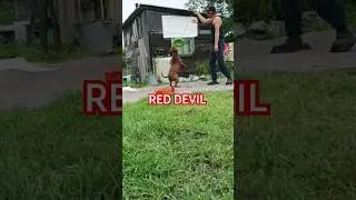 Рэд и две игрушки 👹 #REDDEVILPIT #pitbull #дьявол #приехалвдеревню #собака #питбуль