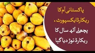 Pakistan becomes the largest export hub for Mangoes