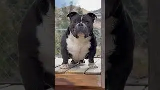 Bully Market&rsquo;s 8 Ball 🎱📈#AmericanBully #PocketBully