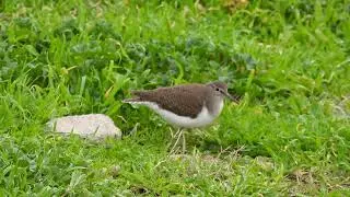 Common Sandpiper, Piro-piro piccolo (Actitis hypoleucos)