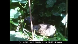 Cooperative breeding? Black crake & Blue quails in 1 nest!