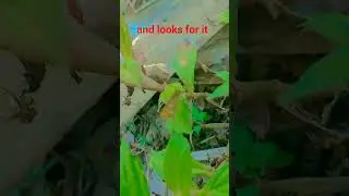 sorry guys i lost the eggs of a fairy