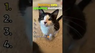 number one cat never fails to make me laugh 😂 #cat