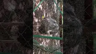 EMU.