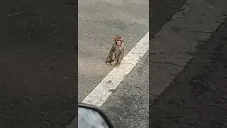 Sick Monkey Baby 🐒 needs help #trending#shorts #reels #monkey #monkeylovers #animallovers 😭