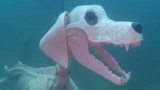 Blue Water Park Diving October 2025