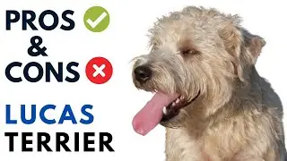 Lucas Terrier Pros and Cons | Lucas Terrier dog  Advantages and Disadvantages