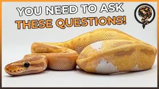 You Should ask Breeders these Questions when Buying a Ball Python!