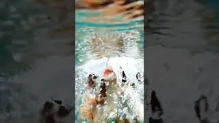 AI mermaid bunny!! #ai #mermaid #bunny #rabbit #aniamls #petlover #pets #pet #beautiful