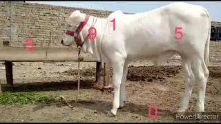 148 saste janwar for seal hen
