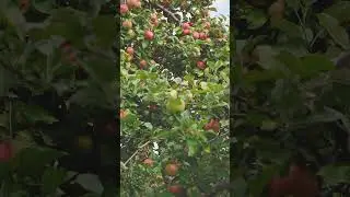 how many varieties of apples are there in whole world wide | apple facts | #shorts #facts #imaviral