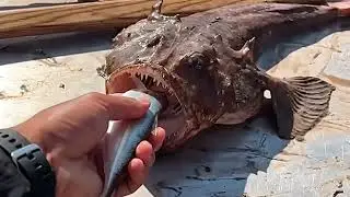 GOLIATH of the Deep: Diver Catches MONSTER Halibut of a Lifetime! (World Record Size?)