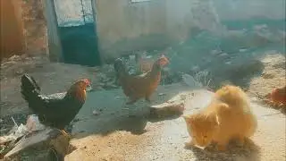 Ever Seen a Cat Eat Bread? | A Peaceful Moment