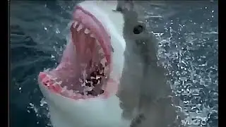 Why Sharks Attack - Nature Documentary