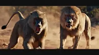 Lion VS Monkeys Wildlife Combat