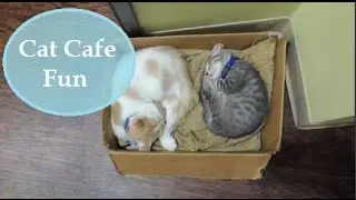 Cat Cafe visit and writing