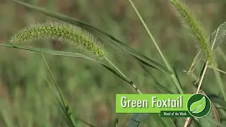 Weed of the Week #1008 Green Foxtail