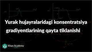 Yurak hujayralaridagi konsentratsiya gradiyentlarining qayta tiklanishi | Tibbiyot