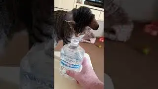 Water bottle prank on my cat