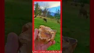 Rock Saw Cutting w/Deer & Spider!!! #215 Shorts #rockhounding #lapidarysaw #rockcutting #spidercat