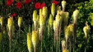 Coton Manor Garden 2015