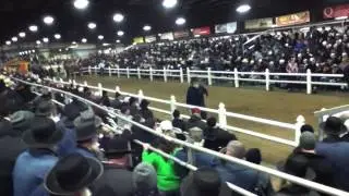 2015 Mid America Draft Horse Sale Relyb's Stryker