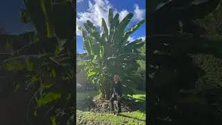 Hardy Banana Timelapse Musa Basjoo