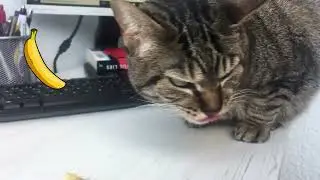 Can Cats Eat Bananas? - Cat Diet Tips #4 - Funny Cats