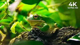 Secrets of Frog Behavior: Unveiling Nature's Amphibious Wonders