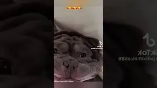Cool😊😂 #animals #memetrends #epic #trending #funnymemes #memefever #memes #funny