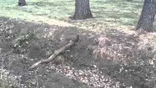 Nervous Squirrel