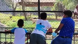 First Time Seeing the White Tiger