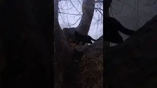 20231207 080256 My 2 cats are in the same big tree