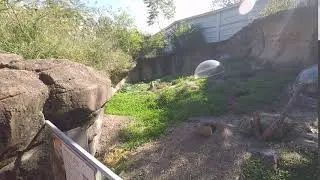 Norfolk Zoo   groundhogs