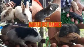 reasonable price | naihati pet market|exotic Rabbits|exotic guinea pigs| Syrian hamster| gerbil 