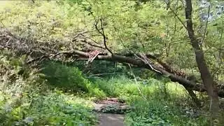 Ottawa, Canada - Hampton Forest