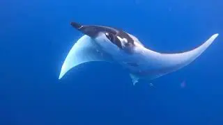 Satellite Tagging NZ Oceanic Manta Rays