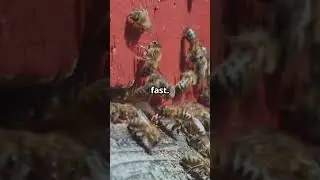 If anyone hit bea nest 👀 #story#facts#stories#history#bee#nest#bts#atteck#life#chance#army#hide#ai