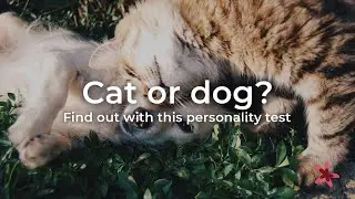 Cat or dog? Find out with this personality test