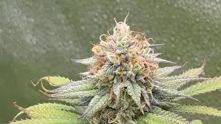 Week 7 Red Cherry x Gorilla Skiddez. Roof Genetics R Not for Indoors. They are Huge. 
