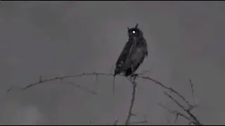 🦉 Safarihoek, Wildlife Cam, Namibia 2025/12/10