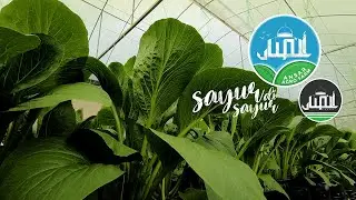 SAYUR DI Ansar Agro Farm