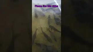 live fish storage in home