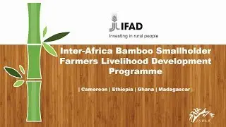 Inter Africa Bamboo Smallholder Farmers Livelihood Development Programme | IFAD|
