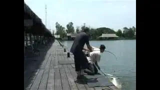 Monster- Mekong hocked on the tail