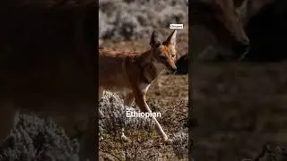 Wolf Video