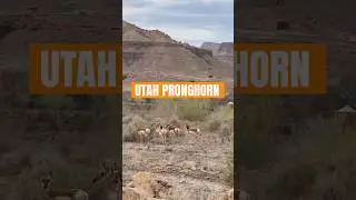 👀Wildlife Sighting: Utah Pronghorn | Fastest land mammal in Western Hemisphere #pronghorn #wildlife