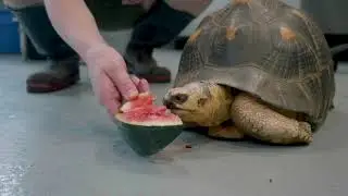 Tortoises LOVE Watermelons!